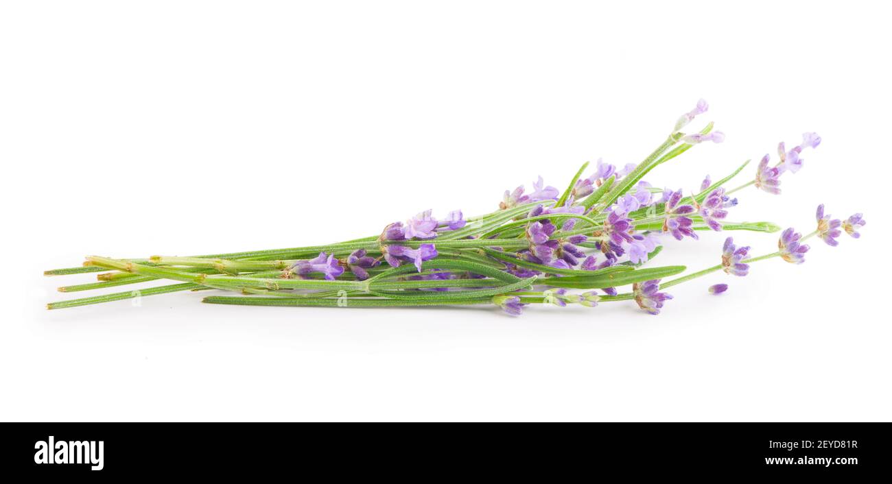 Lavender flowers bundle on a white background Stock Photo - Alamy