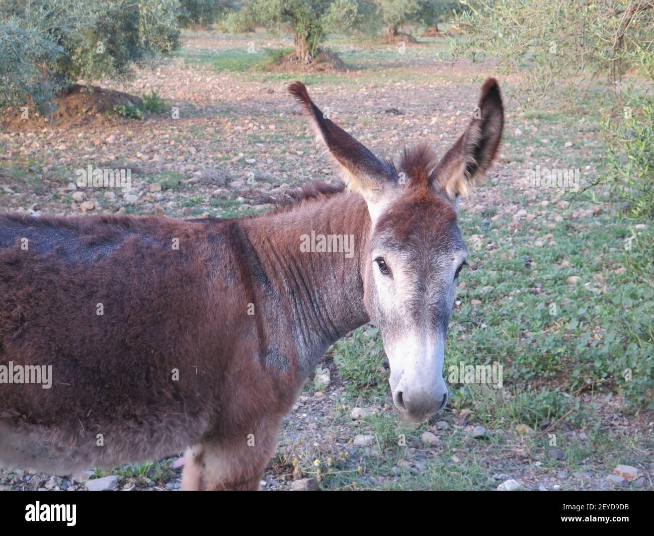 brown donkeys grazing in olive grove in Andalusia Stock Photo