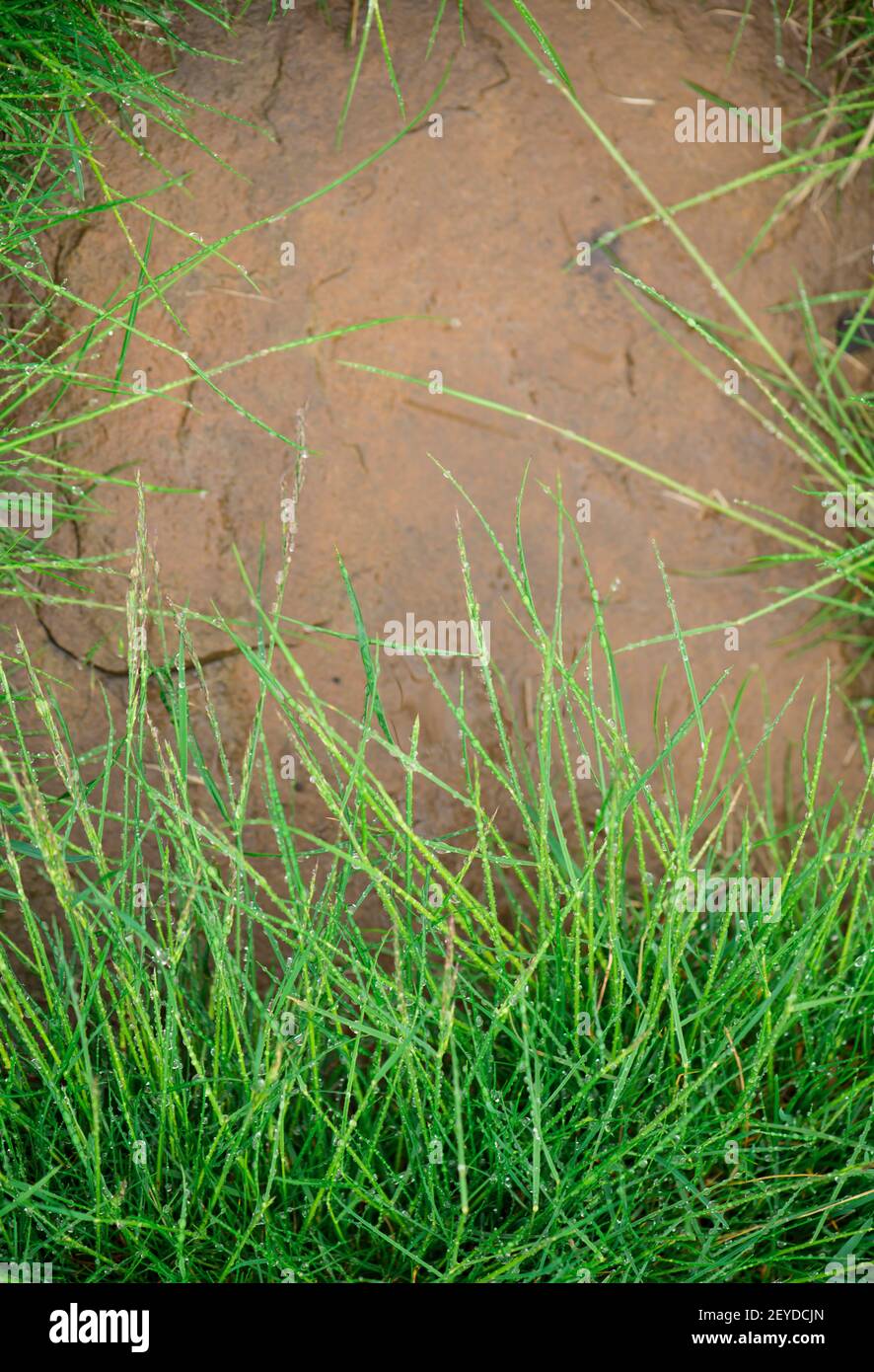 Fresh green grass with dew drops closeup Nature Background Stock Photo ...