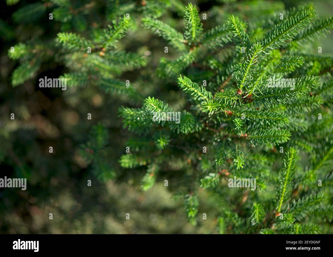 Young branches of pine conifer with an open bump in spring morning in the sun. Stock Photo