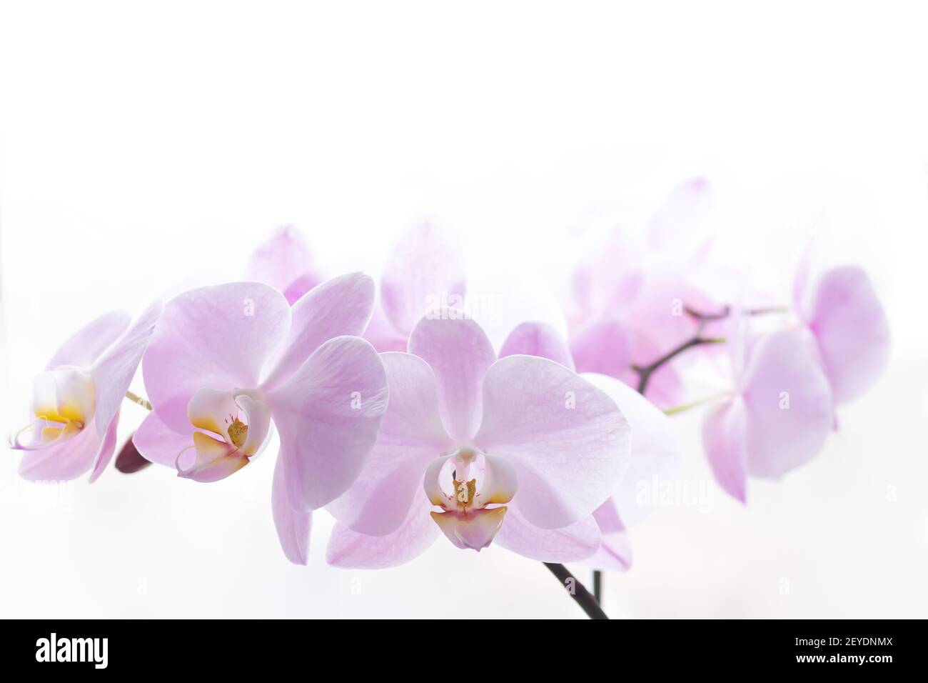 Light pink orchid flower branch background close-up, space for text Stock Photo