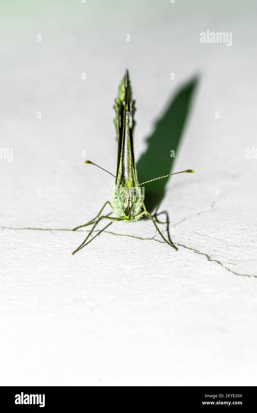 Vertical Insects A vertical closeup of an insect sitting on a white surface Stock Photo ...