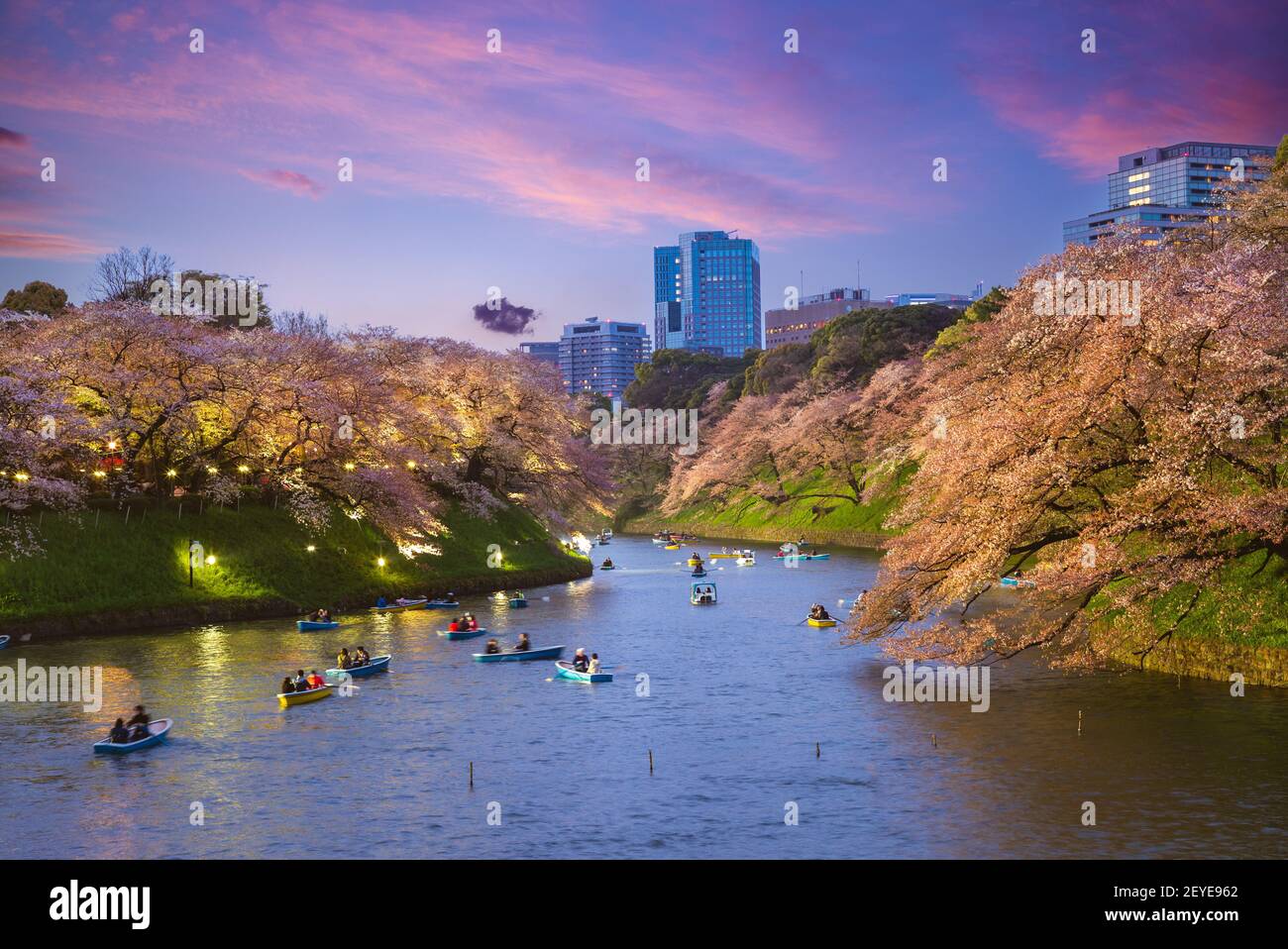 night view of chidori ga fuchi, tokyo, japan with cherry blossom Stock Photo