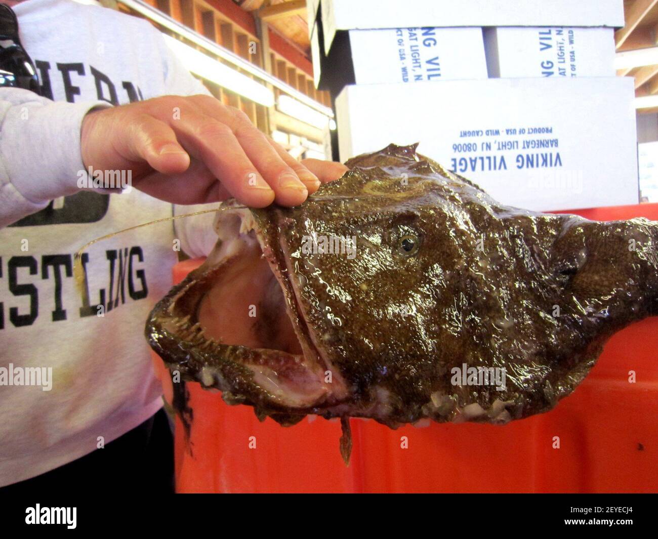 Monk Fish Monkfish Tail – Fresh Fish Online Wright Brothers Home