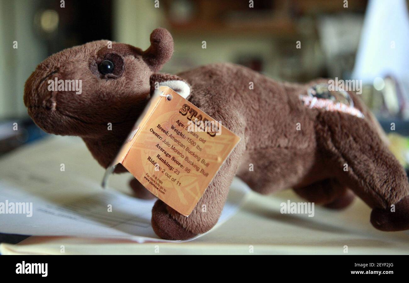 A stuffed animal likeness of her superbull Reindeer is kept on Cindy  Rosser's mantel. Now bulls' statistics appear alongside those of bull  riders on websites, and their likenesses are recreated as childrens'