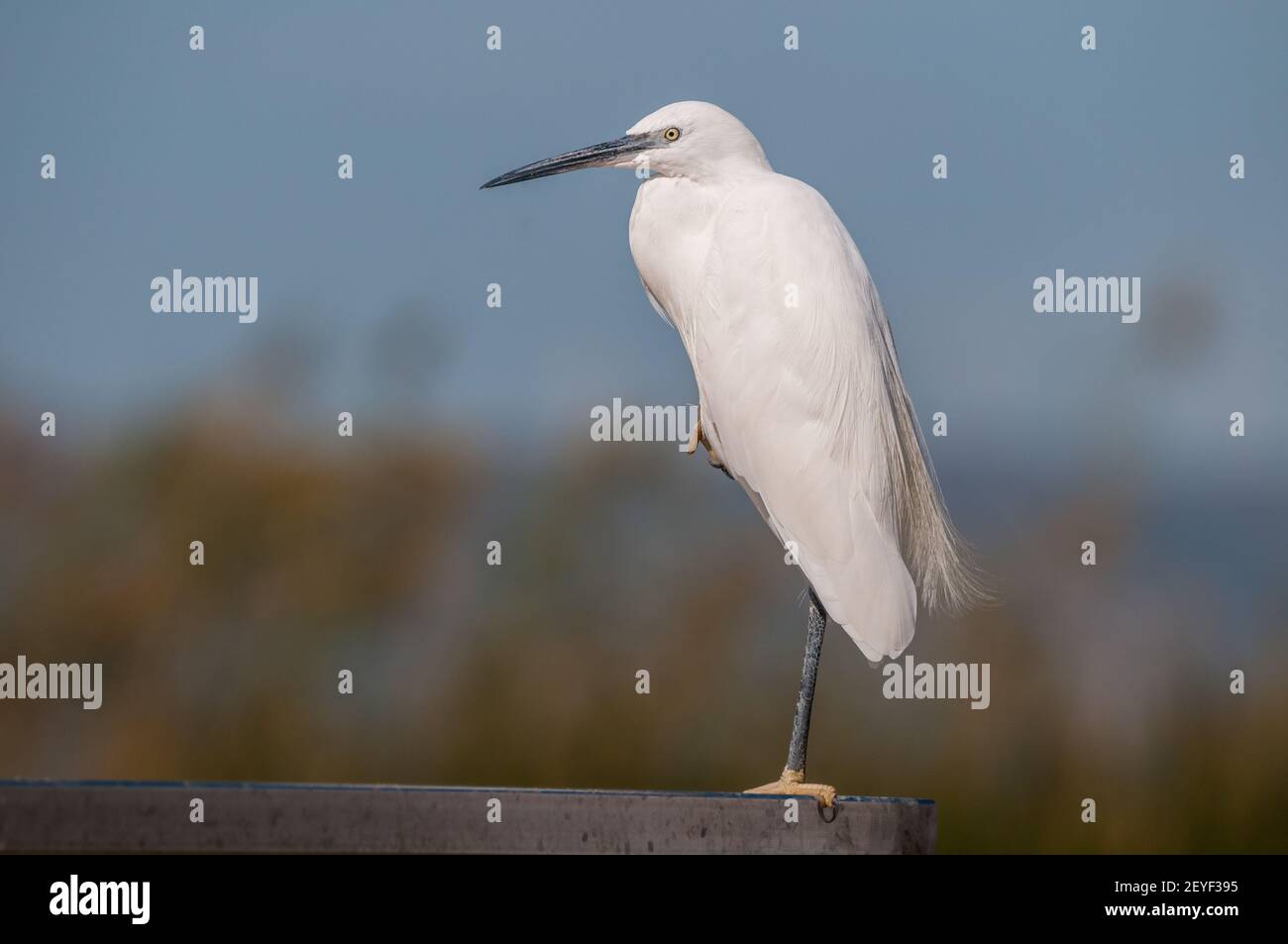 little egret, Egretta garzetta, resting, Ebro delta, Catalonia, Spain Stock Photo