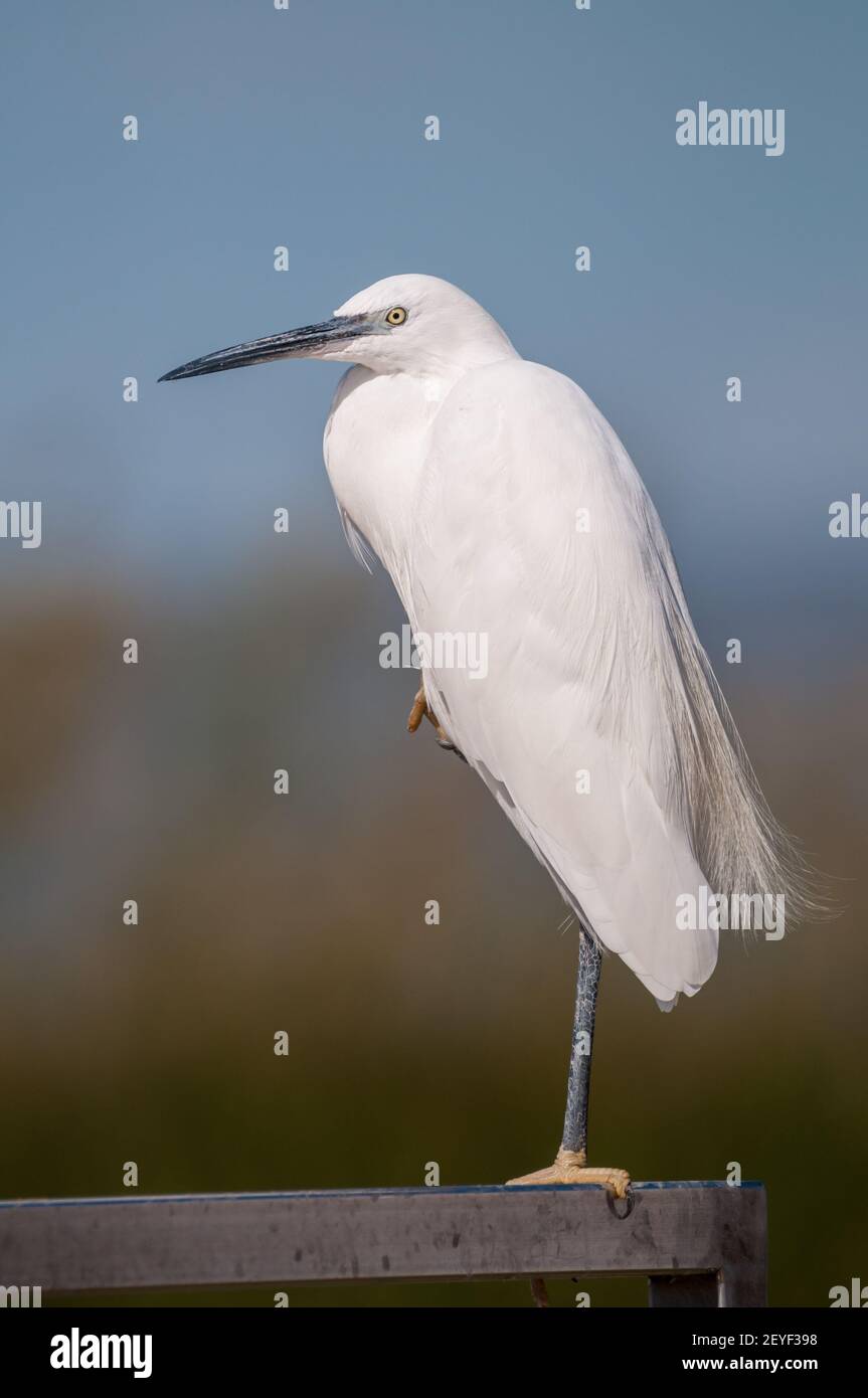 little egret, Egretta garzetta, resting, Ebro delta, Catalonia, Spain Stock Photo