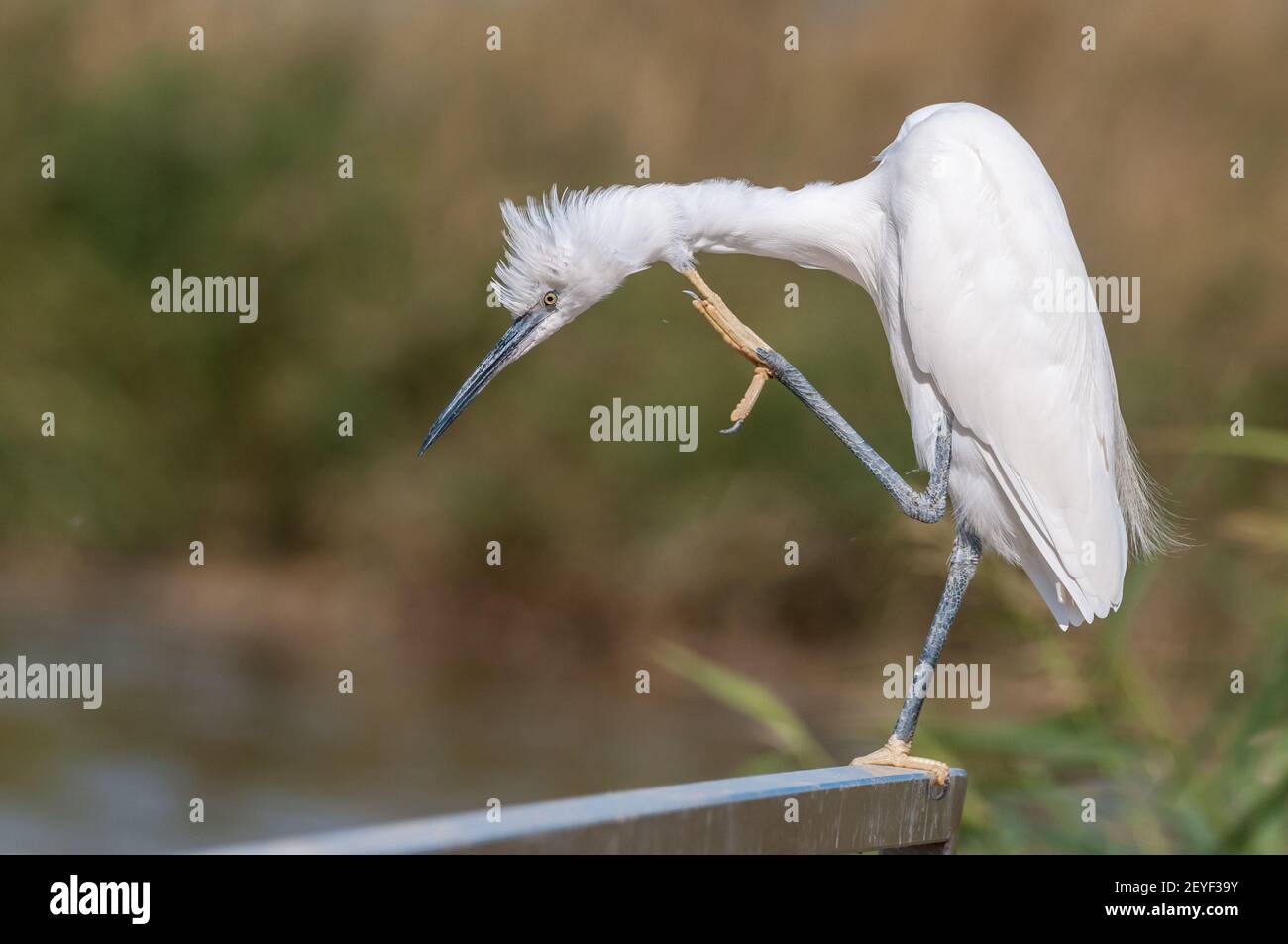 little egret, Egretta garzetta, scratching his head, Ebro delta, Catalonia, Spain Stock Photo