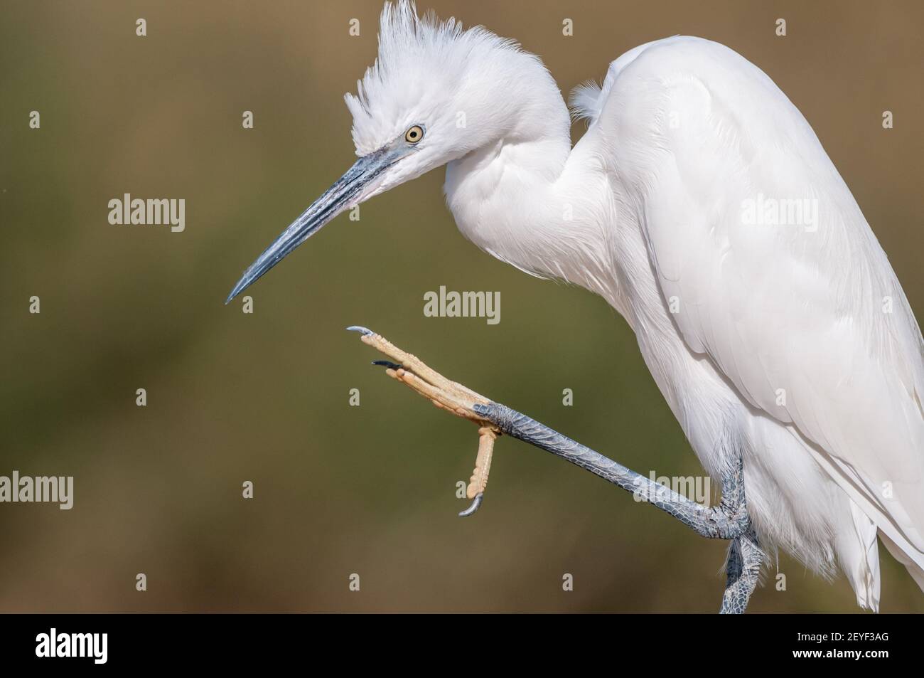 little egret, Egretta garzetta, scratching his head, Ebro delta, Catalonia, Spain Stock Photo