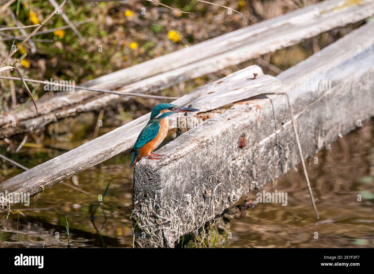 common kingfisher, Alcedo atthis, perched on a piece of wood, Ebro delta, Catalonia, Spain Stock Photo