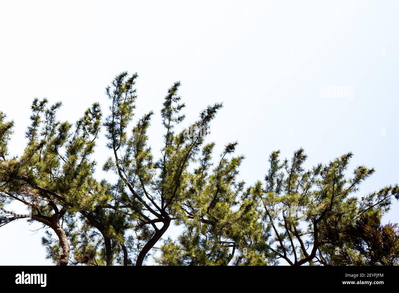 The green branches of a pine tree against the sky Stock Photo - Alamy
