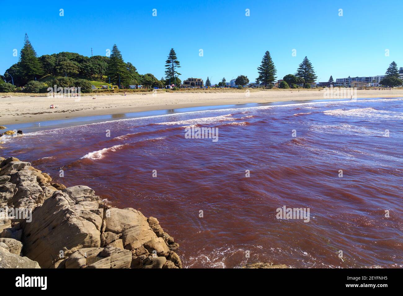 A 'red tide', formed by a colorful algal bloom, washing ashore at Mount Maunganui, New Zealand Stock Photo