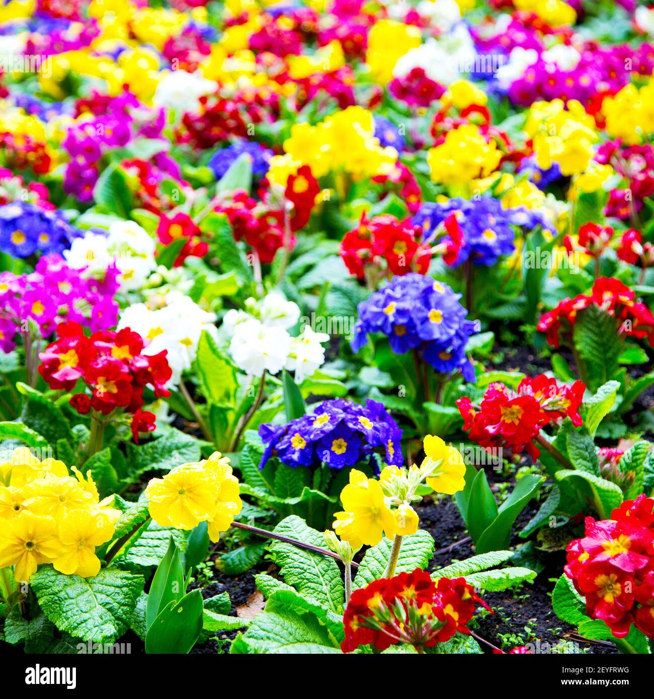 Purple in london yellow flower field nature and spring Stock Photo Alamy
