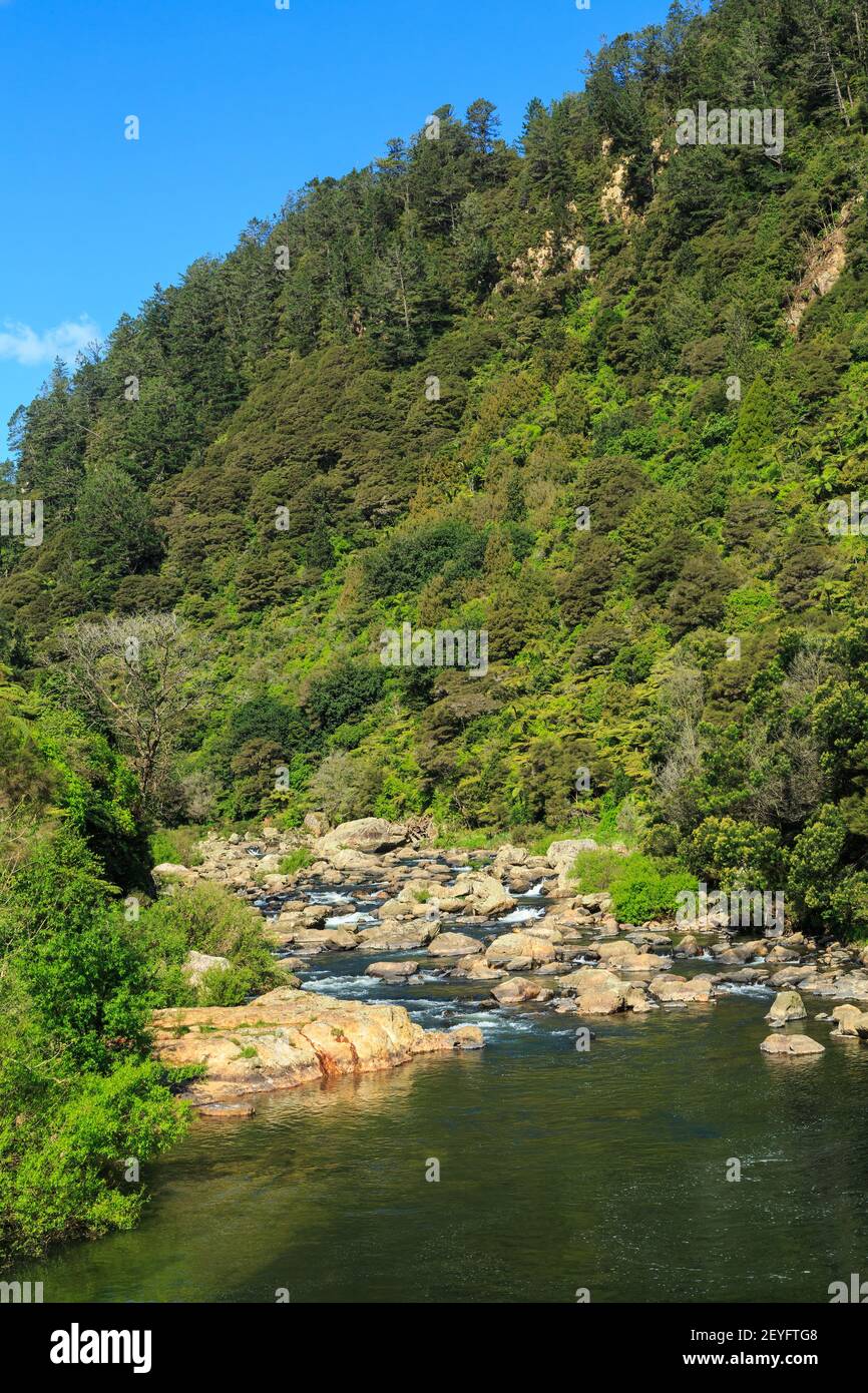 The Ohinemuri River flowing out of forested hills in the Karangahake Gorge, New Zealand Stock Photo