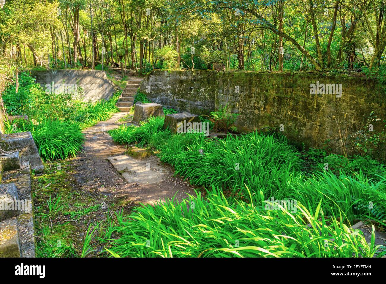 The overgrown ruins of old buildings in the forest. This was a cyanide bath used for extracting gold from ore in the Karangahake Gorge, New Zealand Stock Photo