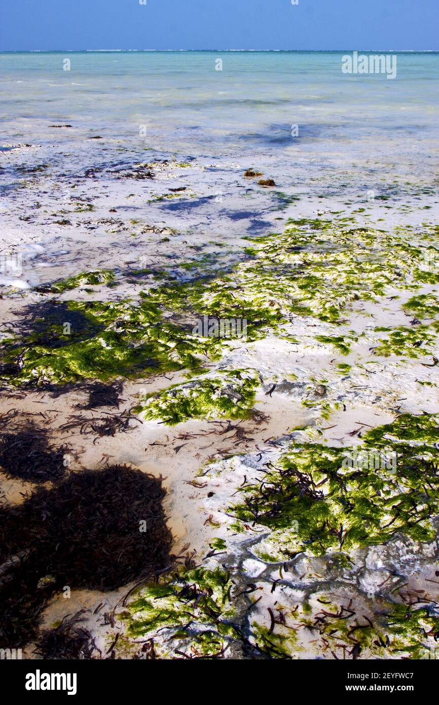 Africa coastline froth foam zanzibar Stock Photo Alamy