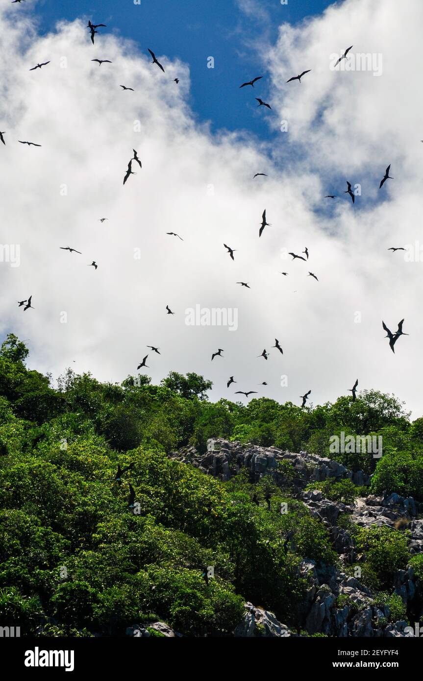 A vertical shot of birds flying above green trees Stock Photo - Alamy