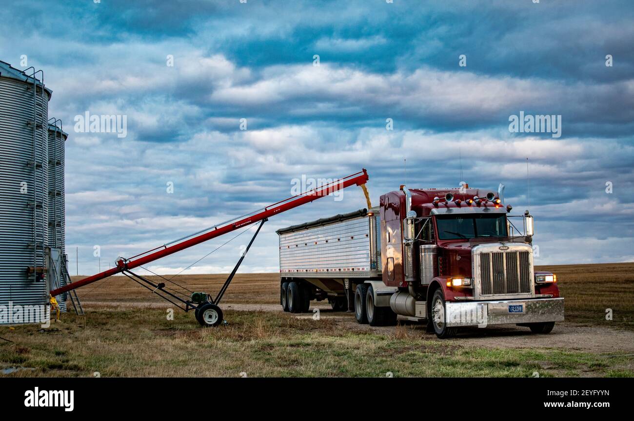 Loading wheat out of a grain bin in northern Montana Stock Photo Alamy
