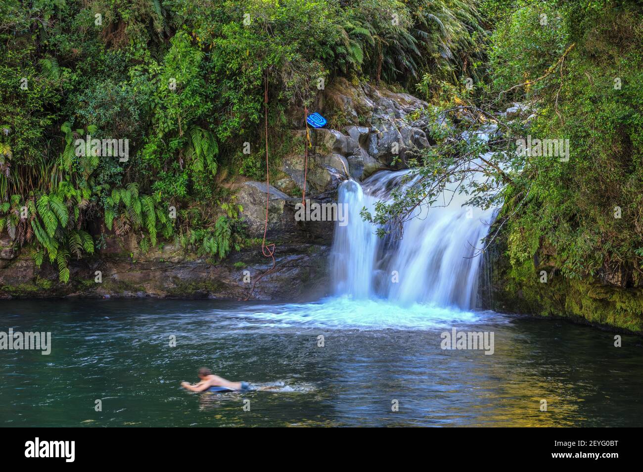 A waterfall in the New Zealand forest, with a swimmer in the pool beneath it. Raparapahoe Falls, Bay of Plenty, NZ Stock Photo