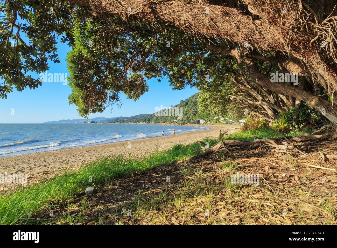 A giant pohutukawa tree growing beside the beach at Ngarimu Bay on the Coromandel Peninsula, New Zealand Stock Photo