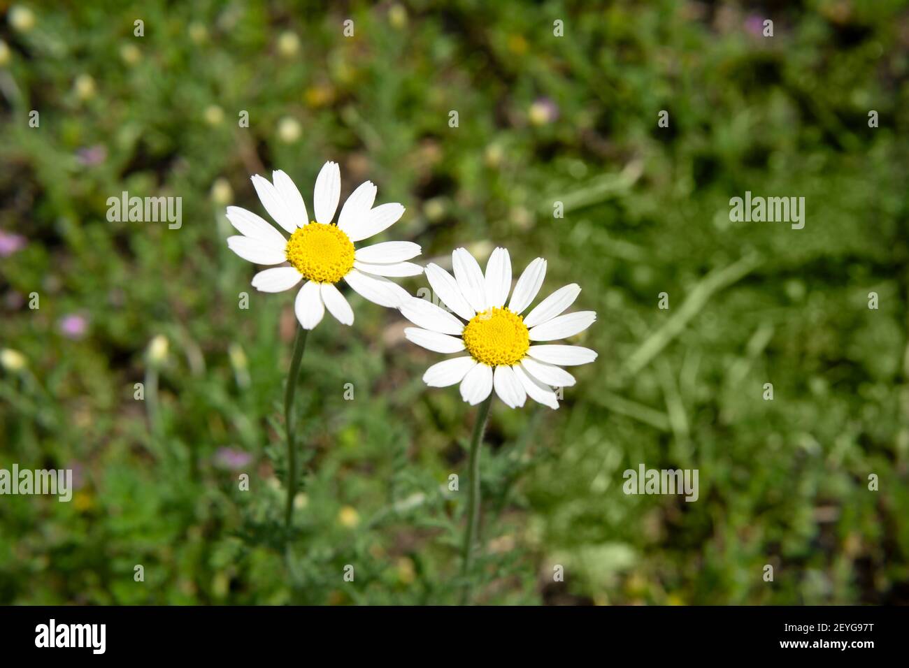 Close-up of two chamomile flowers against a blurred green meadow background. Stock Photo