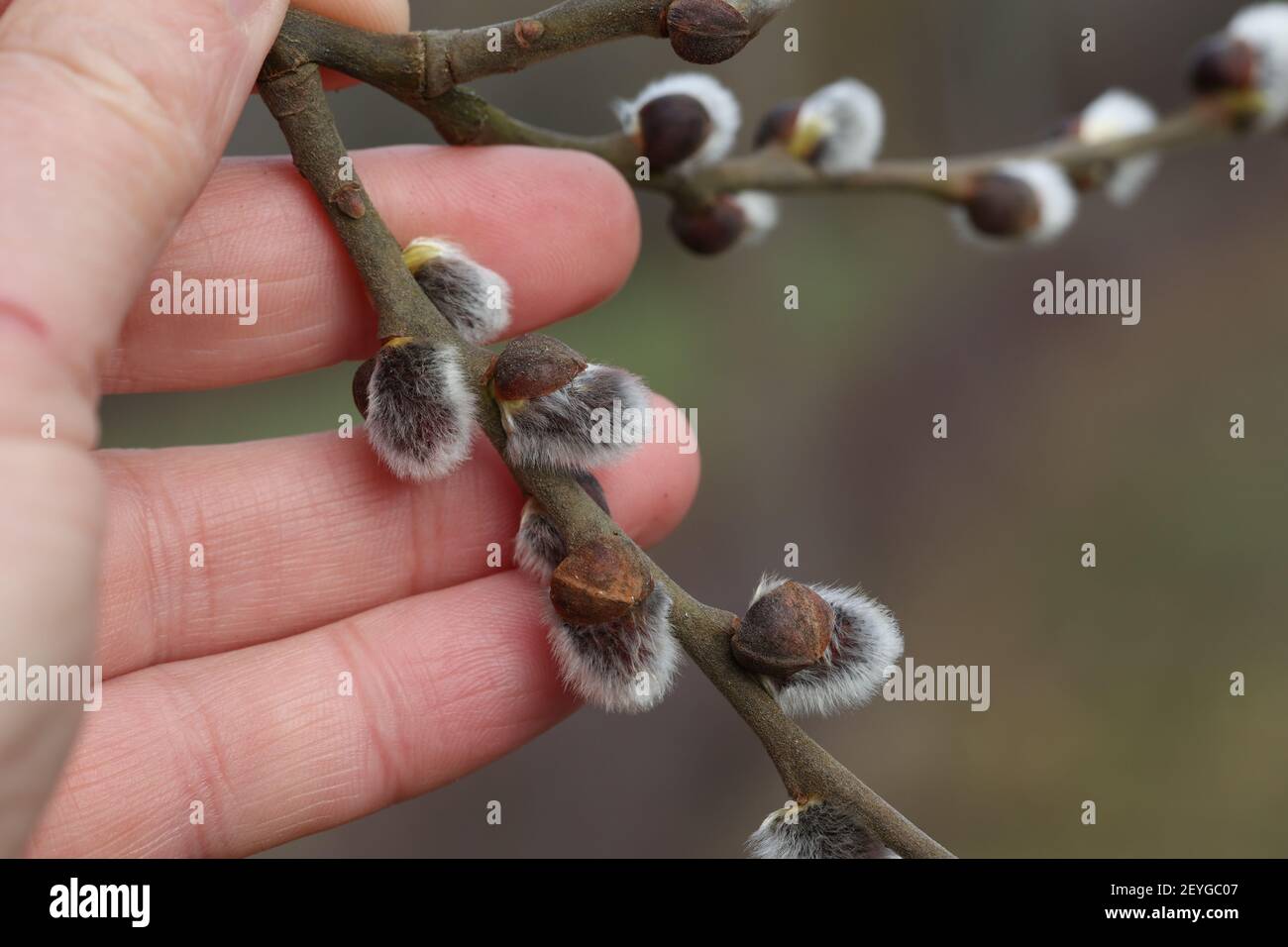 Spring. A hand holding a willow branch Stock Photo