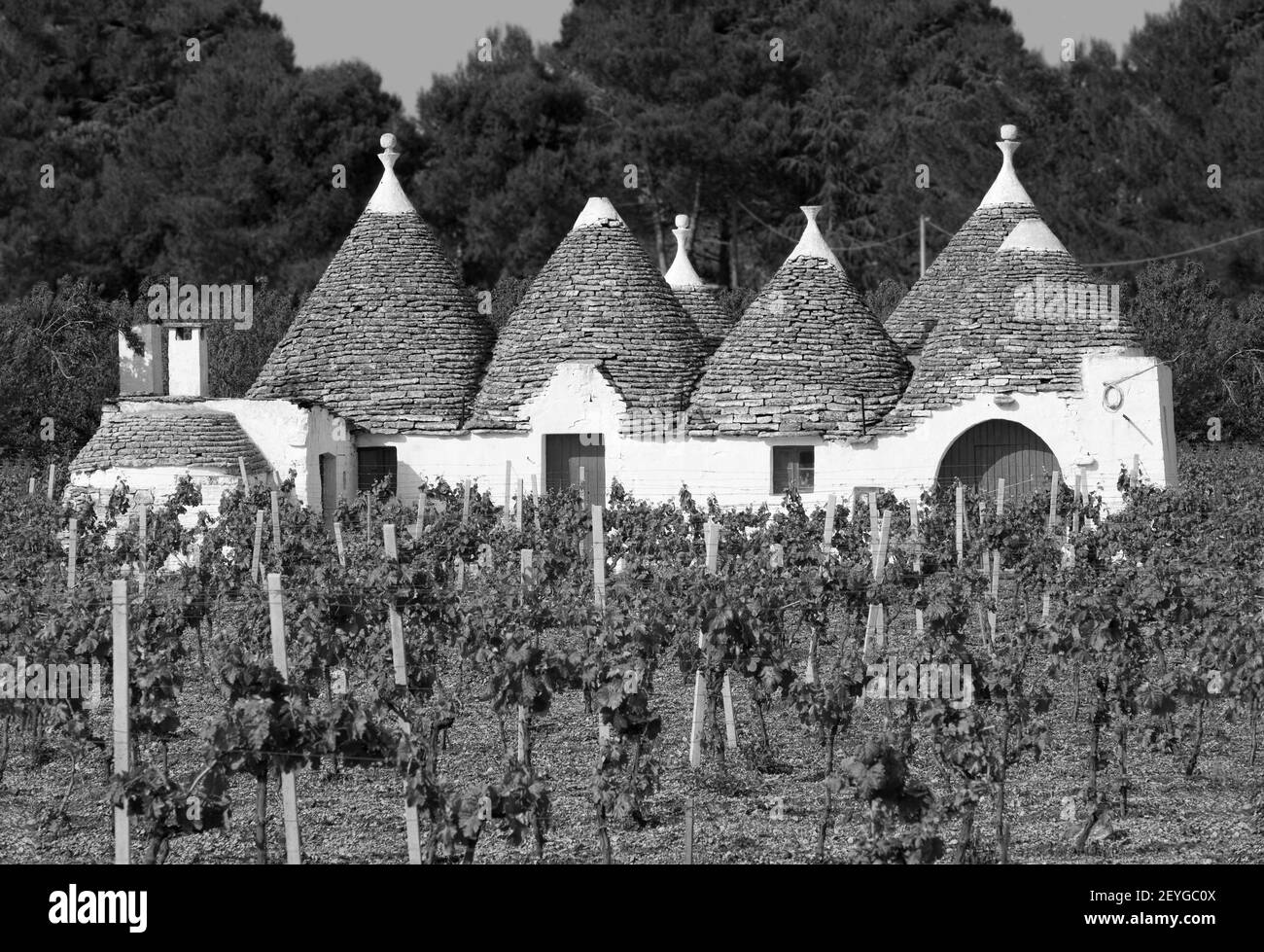 Trullo in wineyard near Alberobello, Puglia, Italy, Trullo in Weingarten, Apulien, Italien Stock Photo