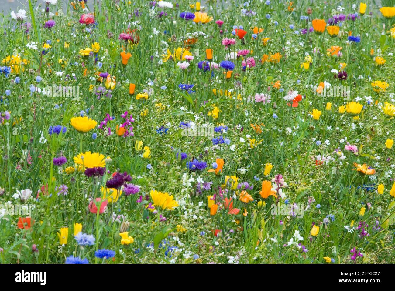 colorful flowery meadow, France bunte Blumenwiese in Frankreich Stock Photo