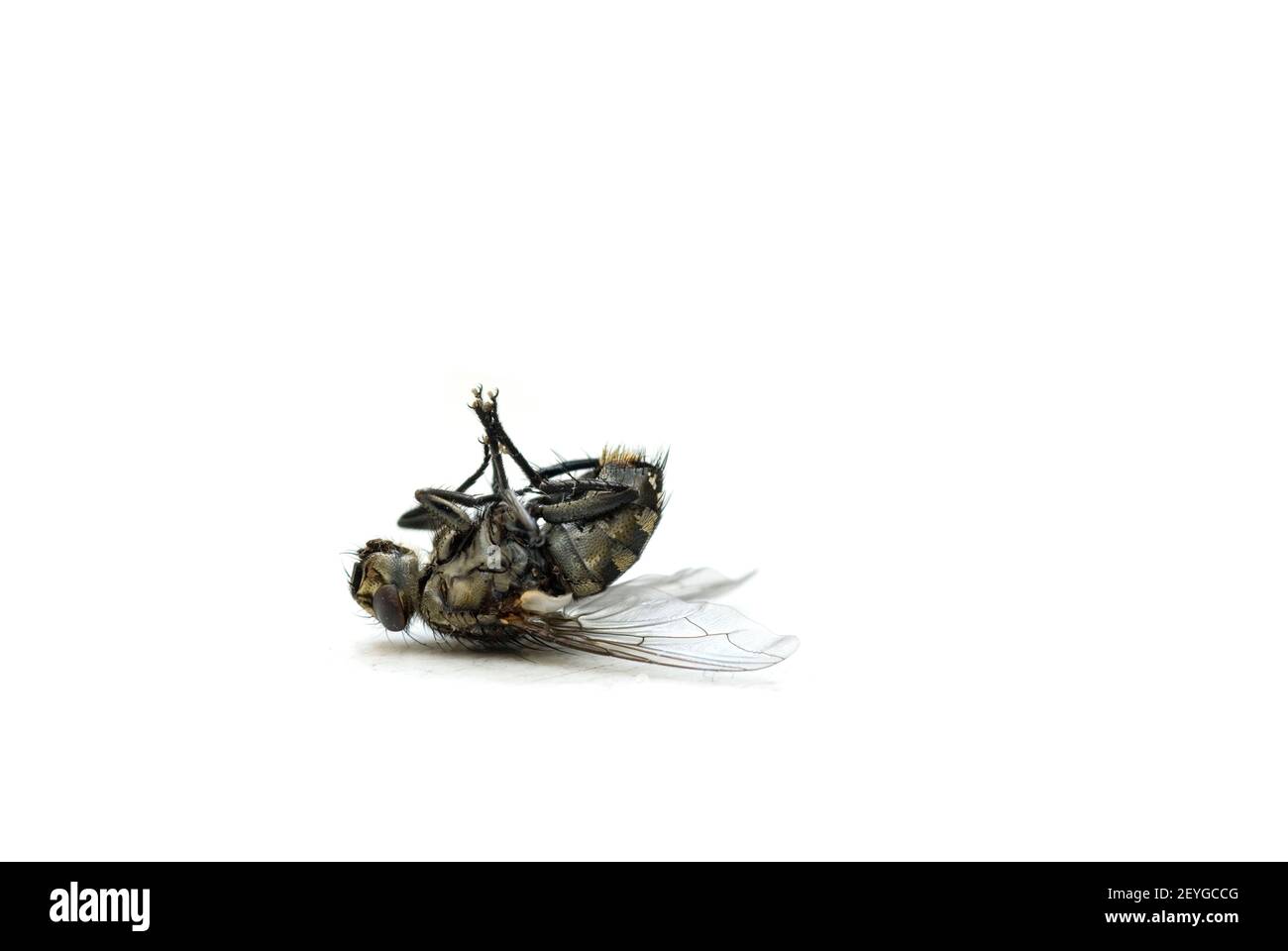 dead fly lying on back, tote Schmeißfliege (Calliphoridae) liegt auf dem Rücken Stock Photo