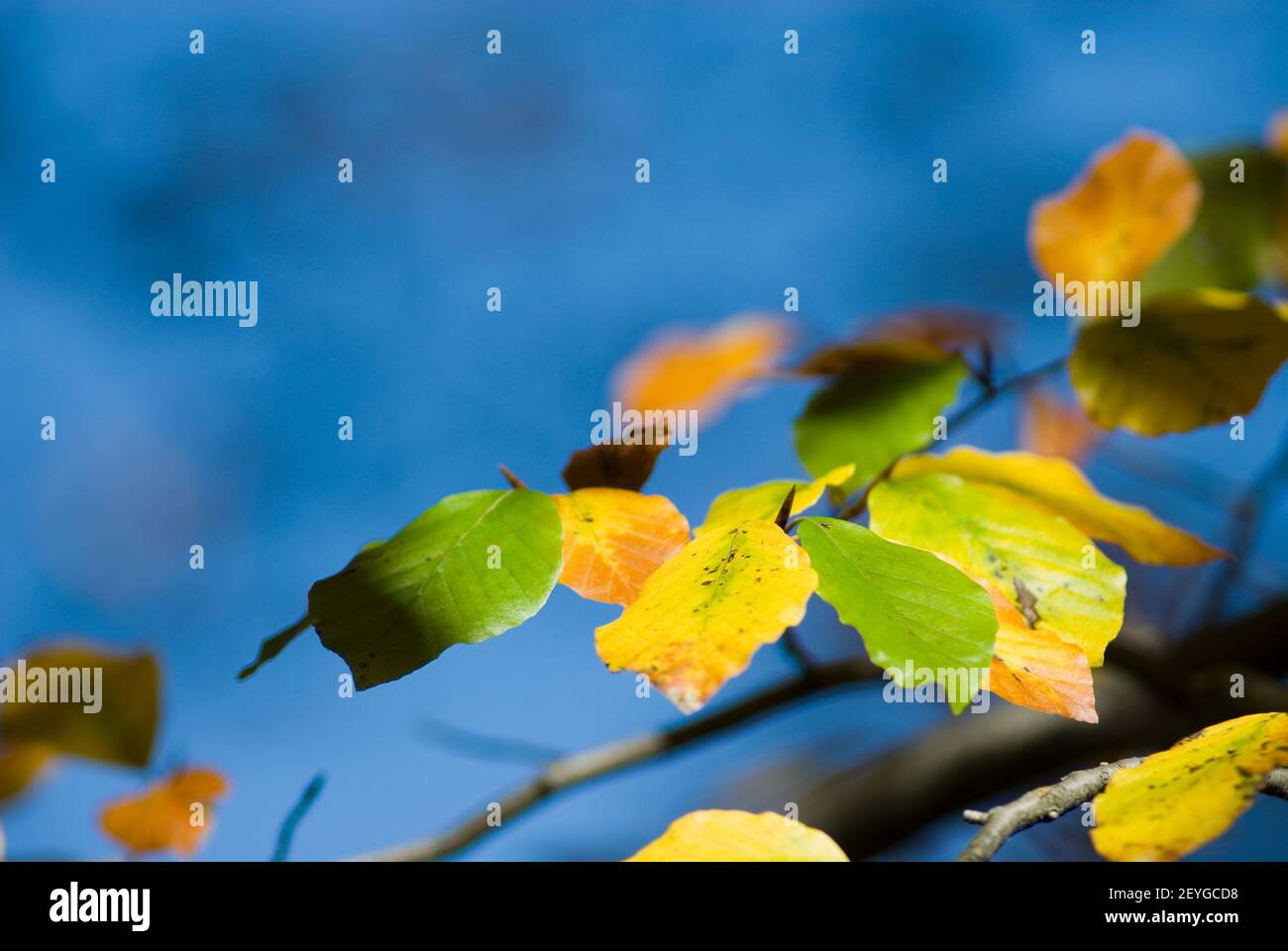 autumn leaves of beech, Bavaria, Germany, Herbstlaub einer Rotbuche (Fagus sylvatica) bei Vorderriß am Oberlauf der Isar, Bayern, Deutschland Stock Photo
