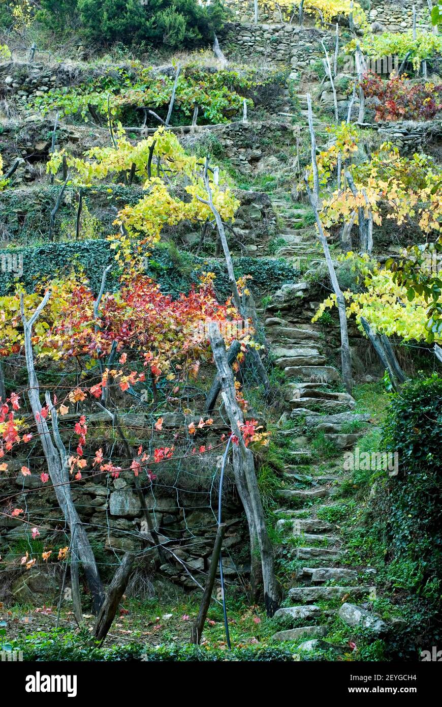 old Wineyard in autumn, Cinque Terre, Liguria, Italien Italy alter Weinberg im Herbst Stock Photo