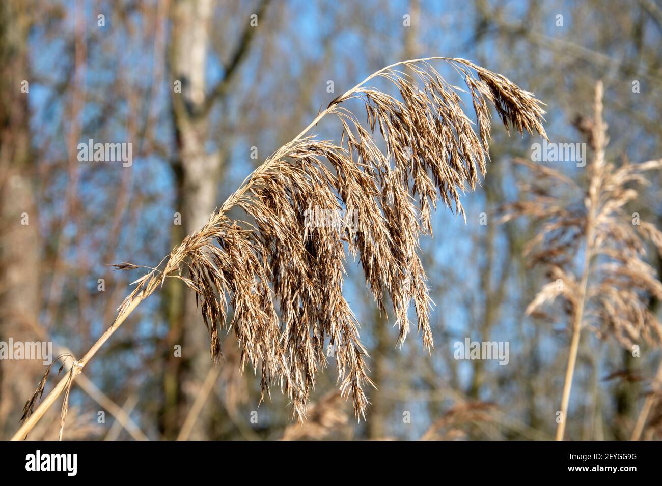 the dried up blossom of a grass at the edge of a pond in winter. Focus on forground Stock Photo