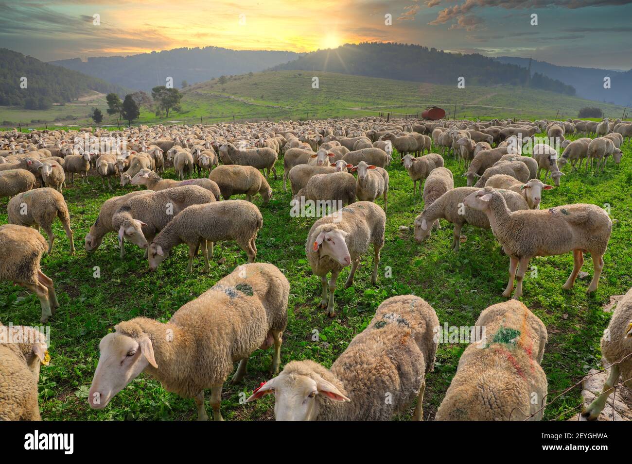sheep-grass-hi-res-stock-photography-and-images-alamy
