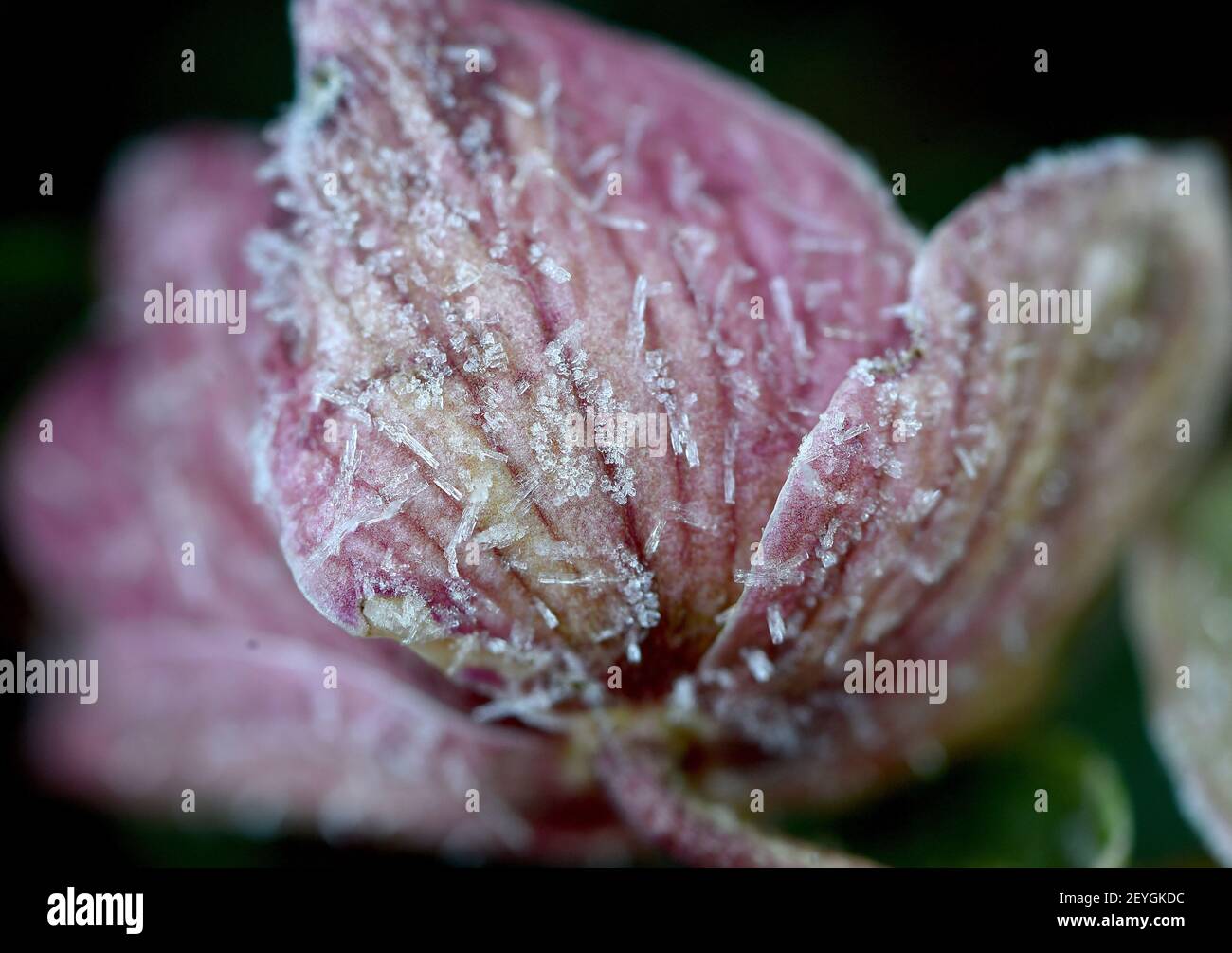Lentil Rose High Resolution Stock Photography and Images - Alamy