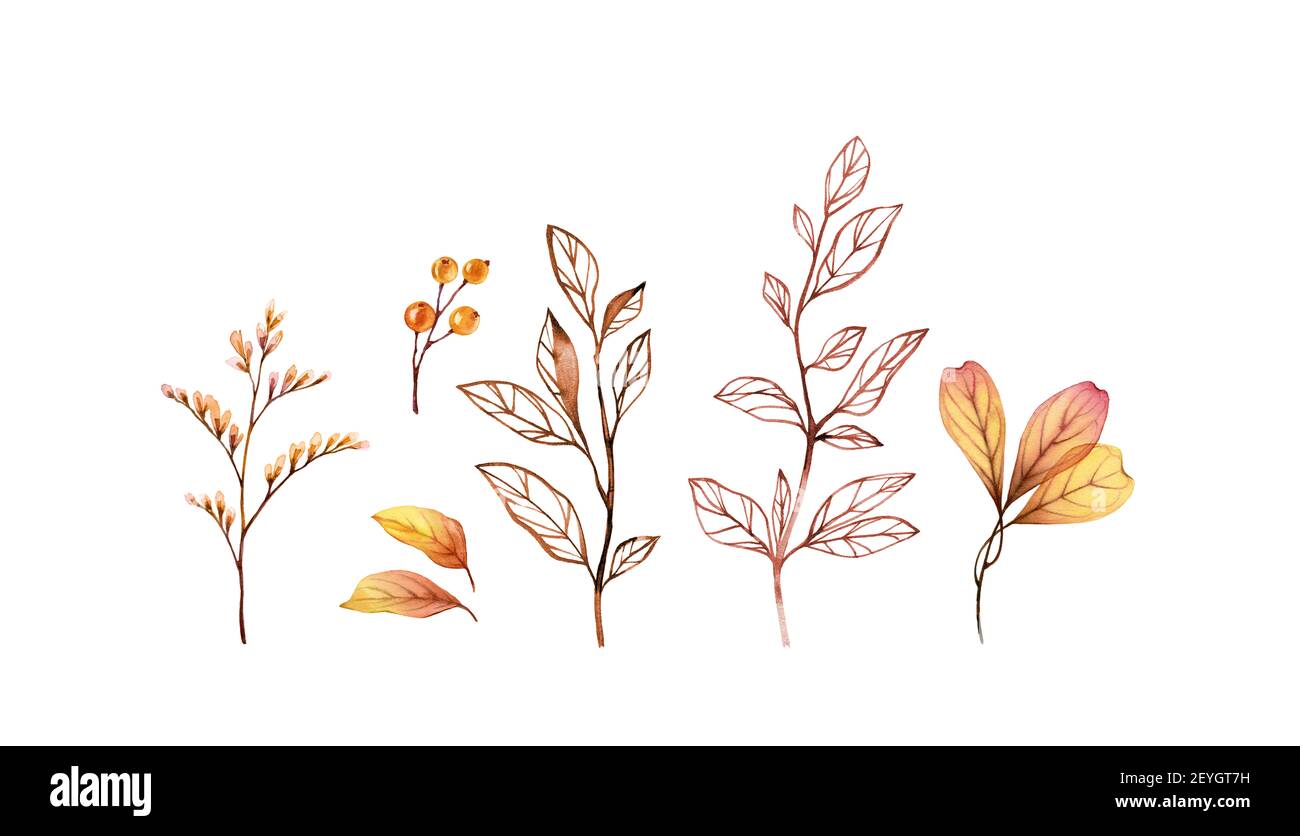 Watercolor floral set. Collection of branches and yellow leaves. Hand painted isolated design. Botanical illustration for autumn thanksgiving greeting Stock Photo