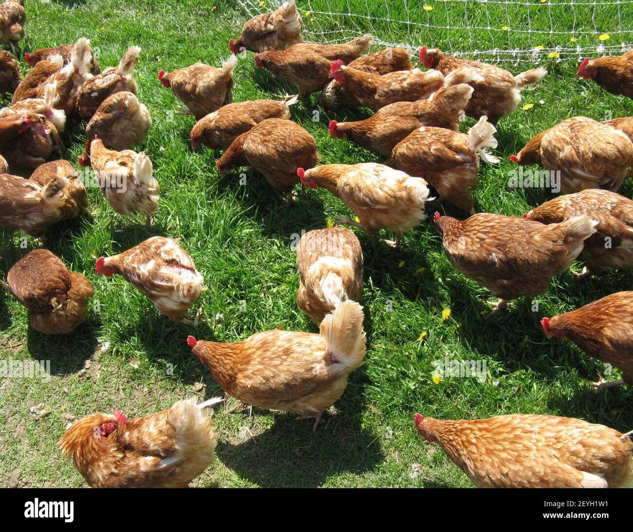 Locally Laid chickens engaging in a favorite activity foraging. (Photo