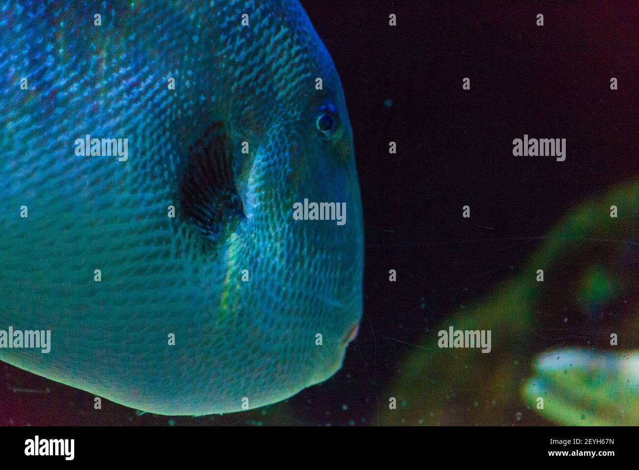 Fish Lips High Resolution Stock Photography and Images - Alamy