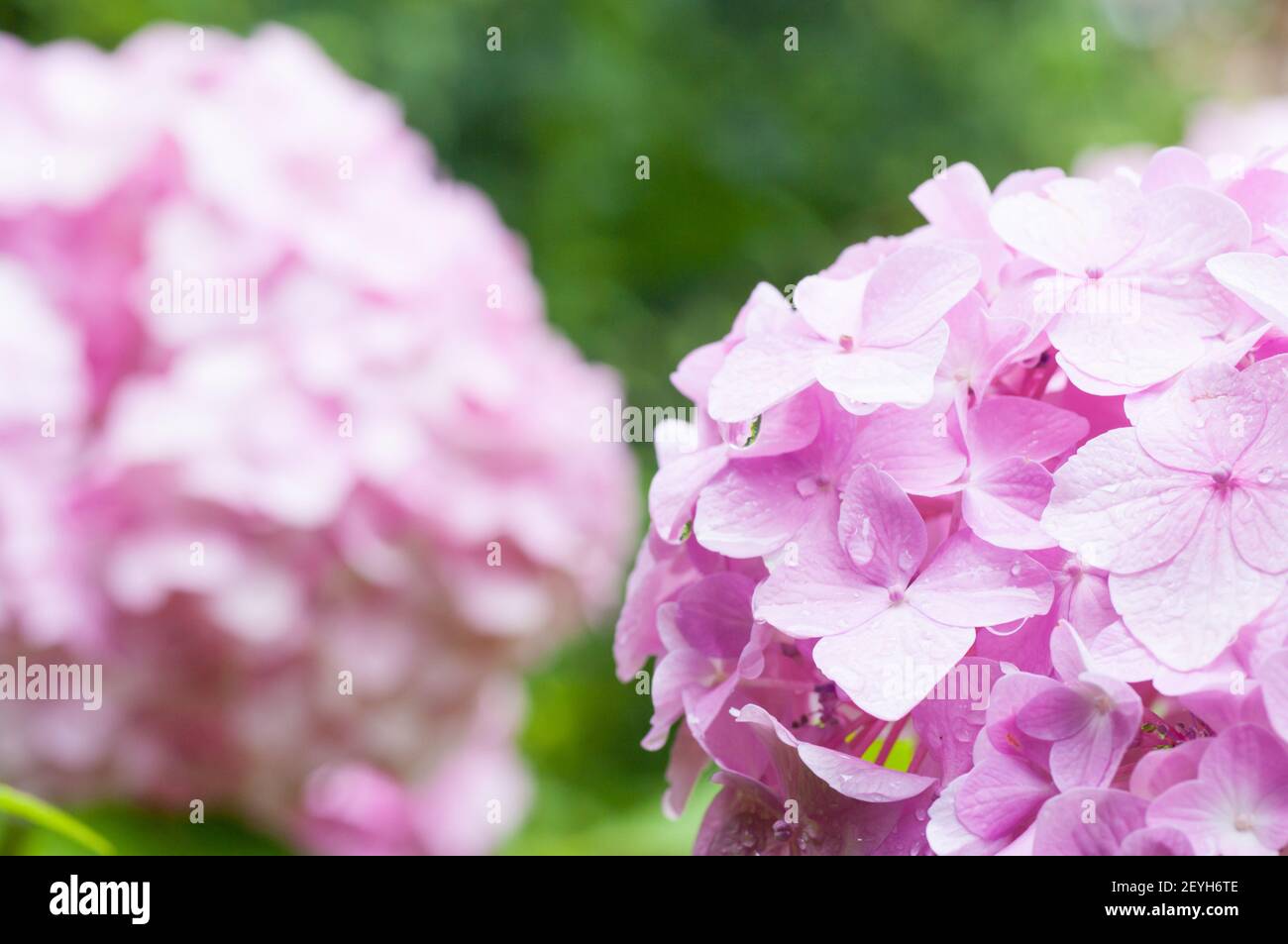 Vertical shot pink hydrangea hi-res stock photography and images - Alamy