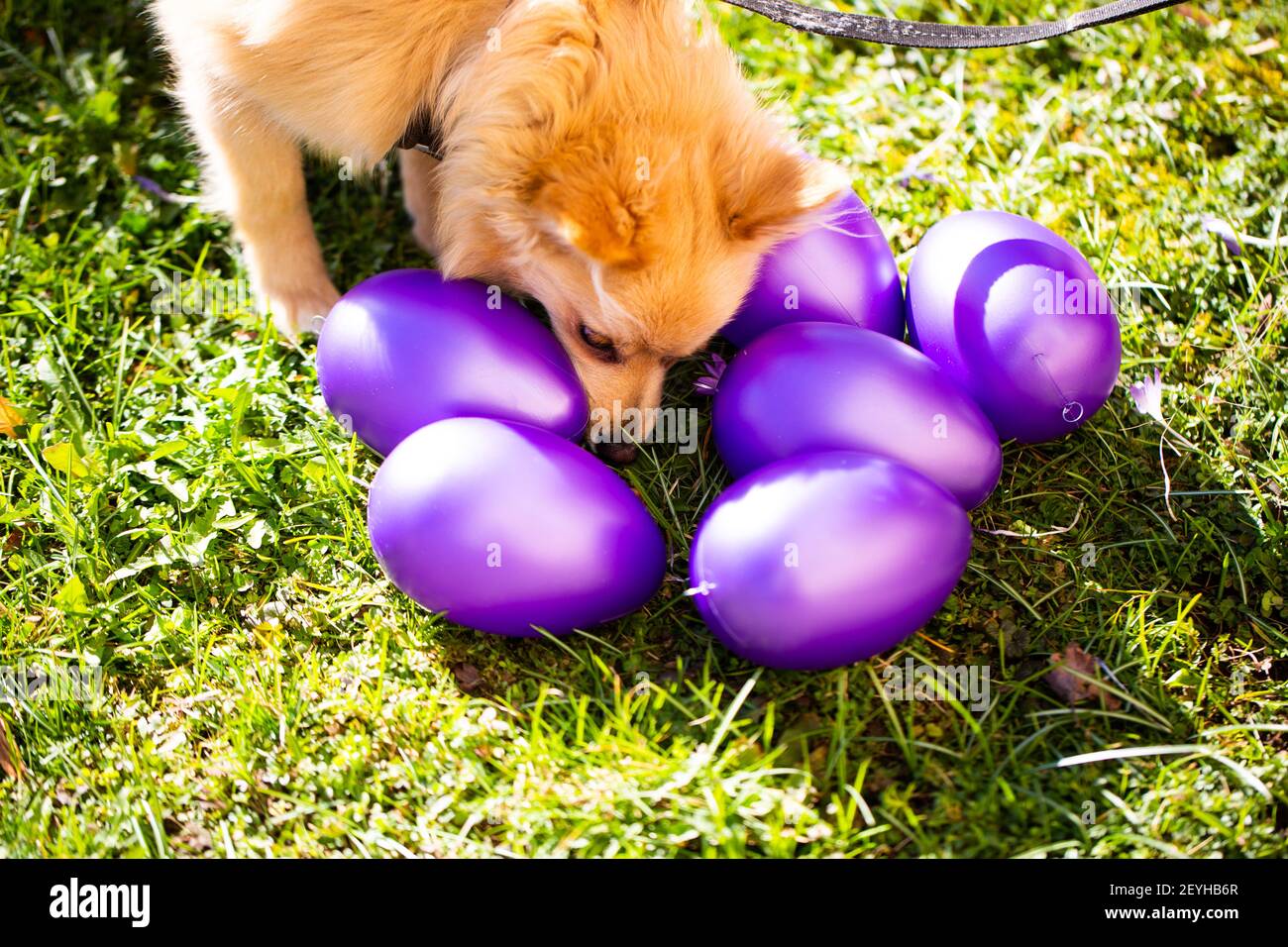 Miniature Spitz with Easter eggs, purple Easter eggs with a dog Stock Photo