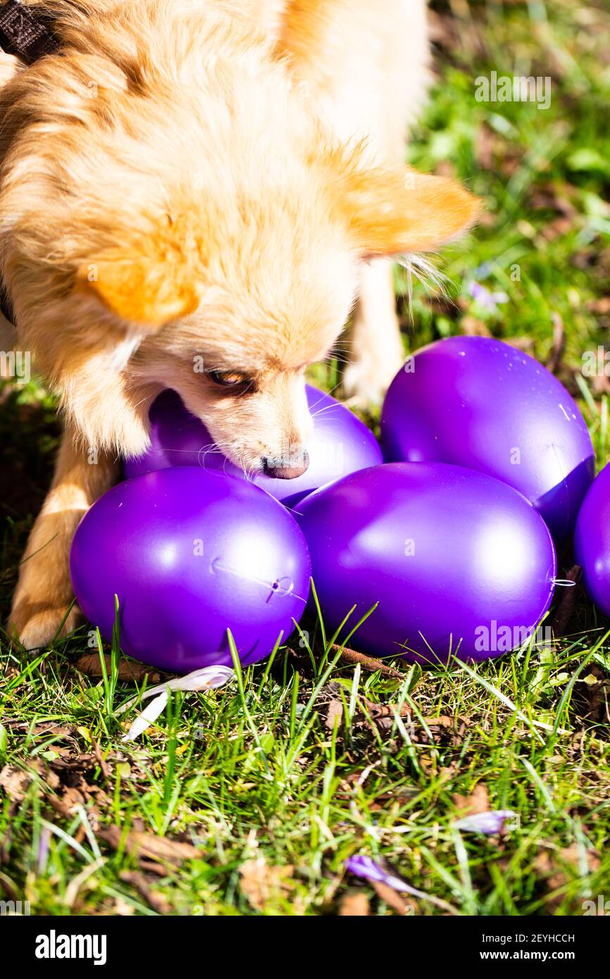 Miniature Spitz with Easter eggs, purple Easter eggs with a dog Stock Photo