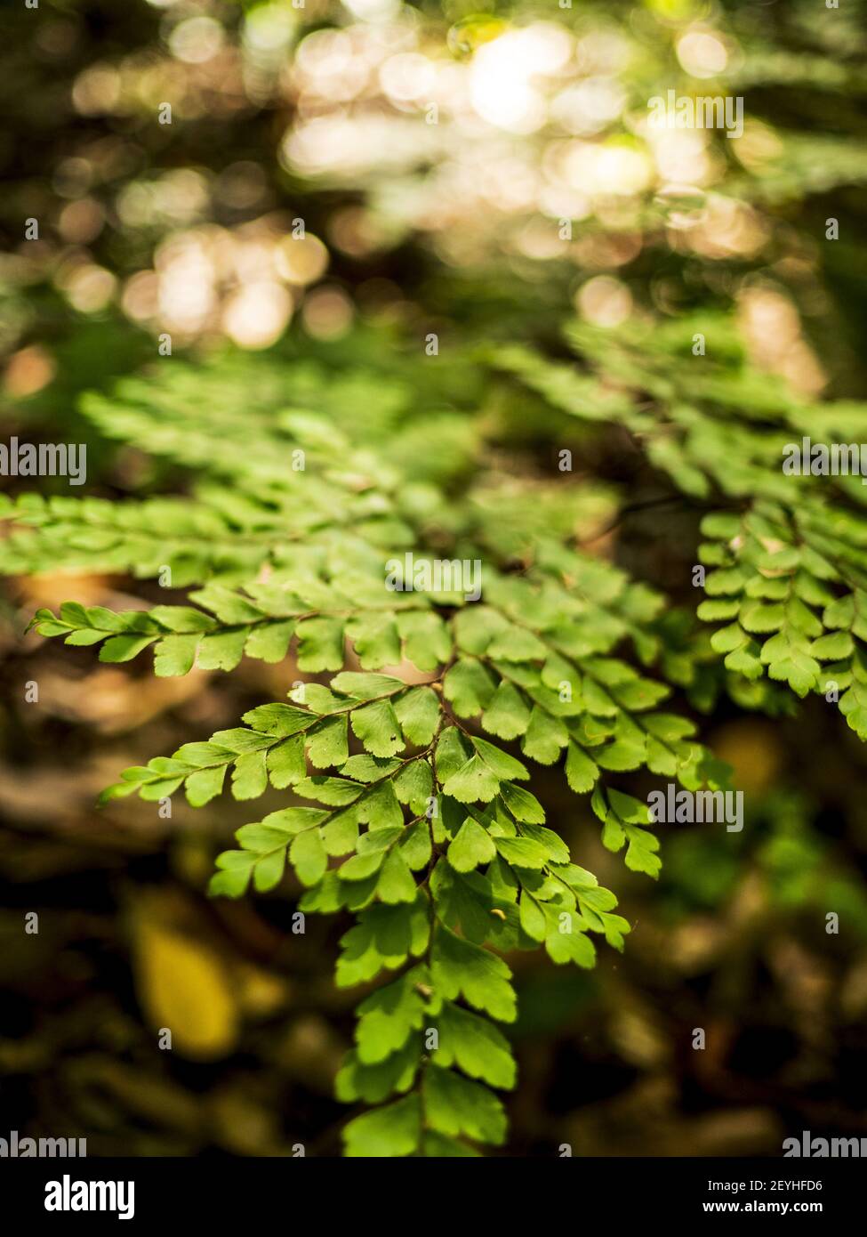 A vertical closeup shot of green leaves on a branch Stock Photo - Alamy