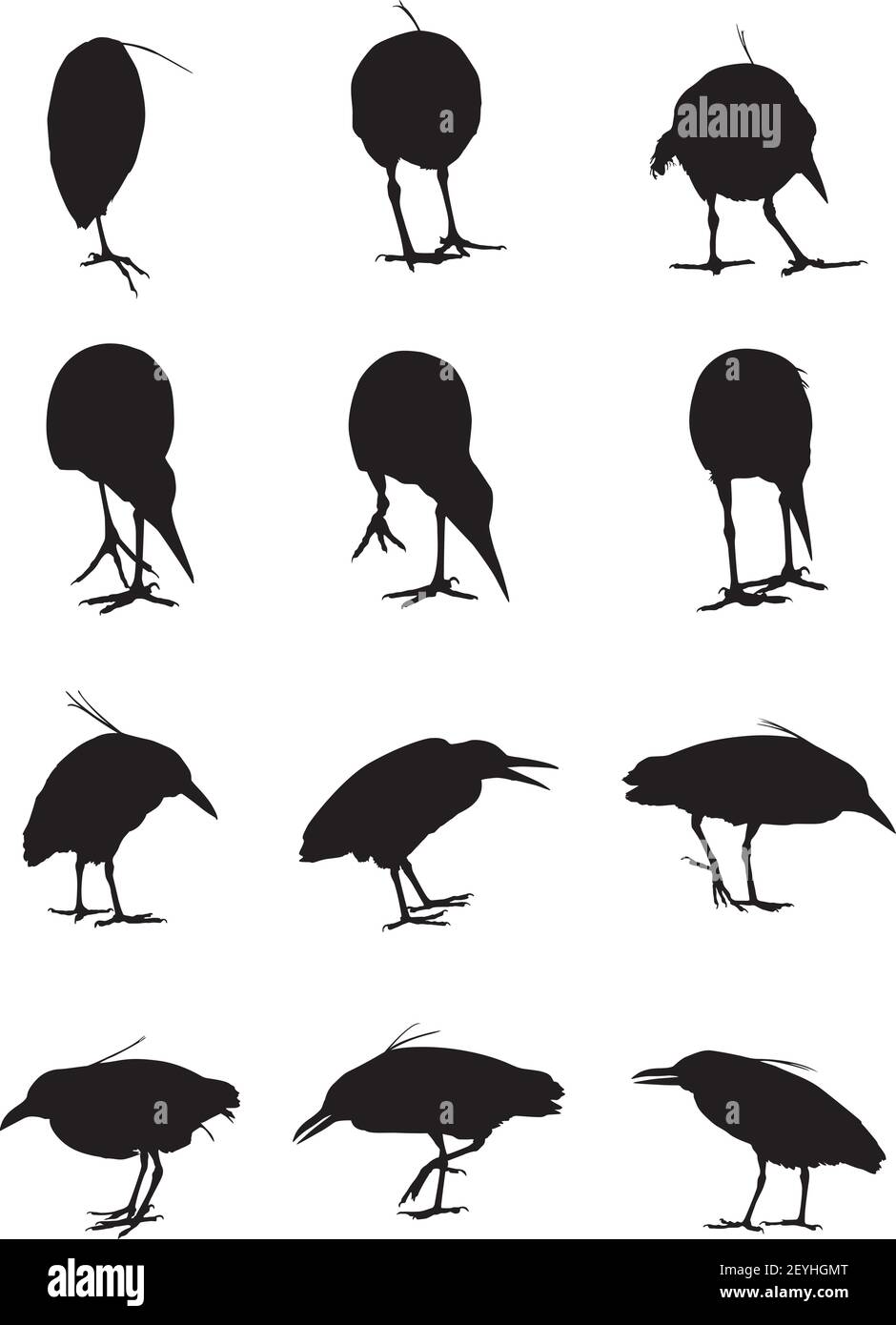 Black Crowned Night Herons birds motion shadow set of silhouette Stock Vector