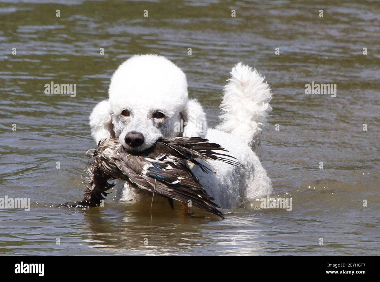 Poodle hunting sale dog