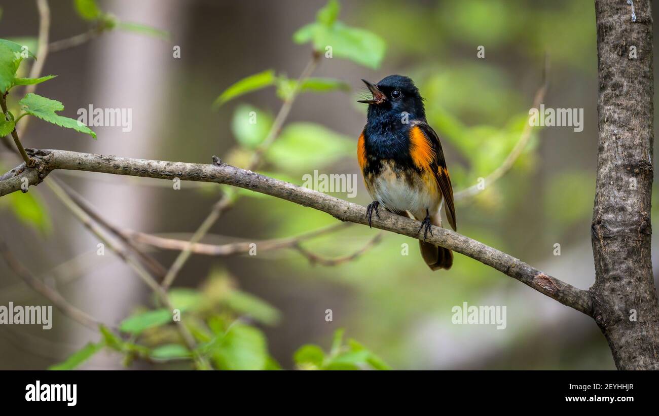 Redstart Migration American redstart and singing hi-res stock photography and images - Alamy