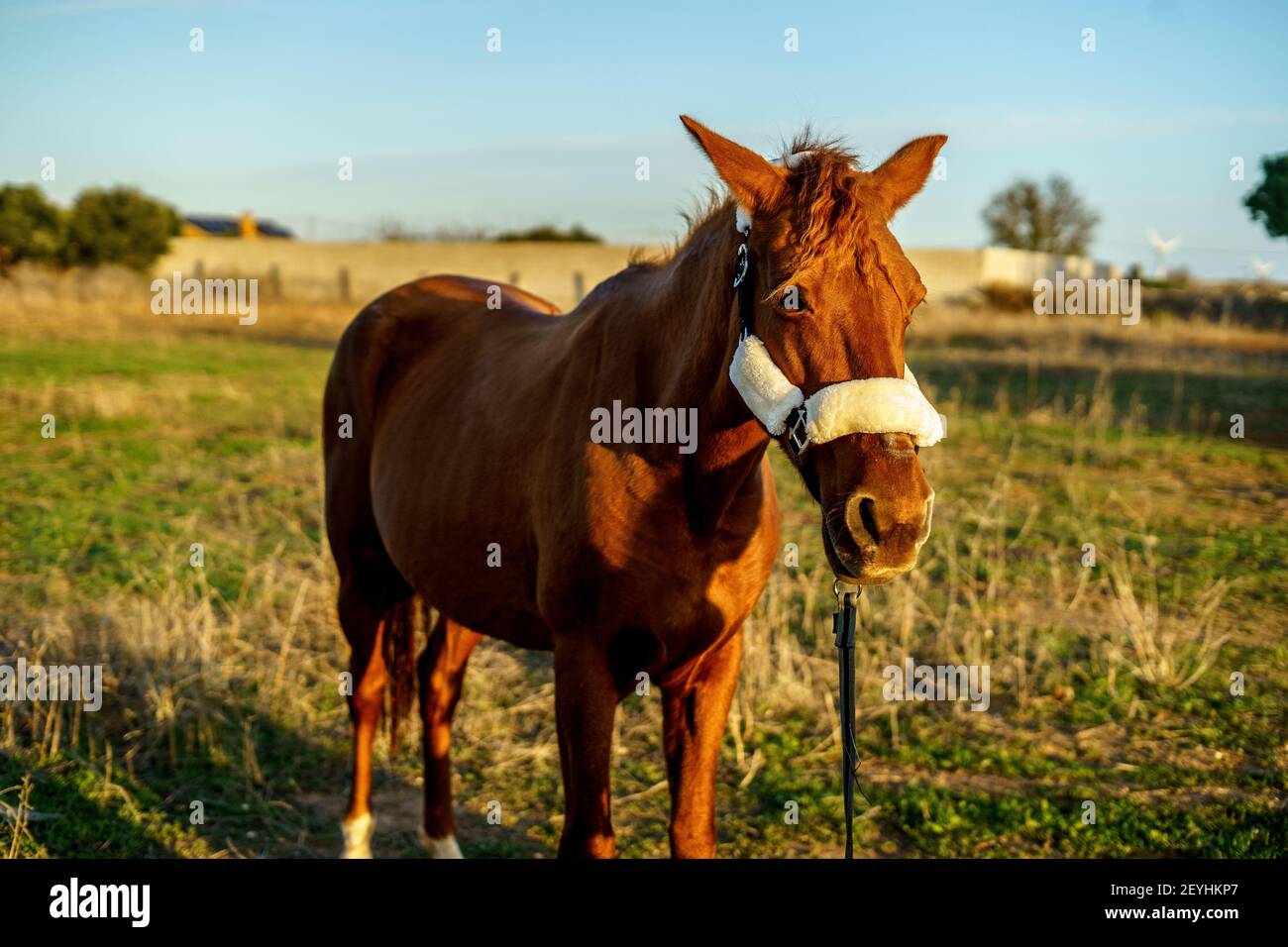 A beautiful brown horse in the field during the daytime Stock Photo - Alamy
