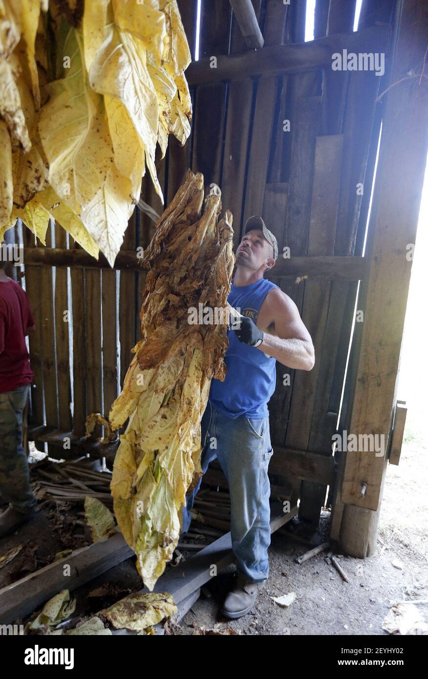 shell tobacco Giles Shell hands a stick of tobacco to workers above him as four  generations of the Shell Family housed tobacco in a barn in Lancaster, Ky.,  Tuesday, October 1, 2013. On Tuesday,