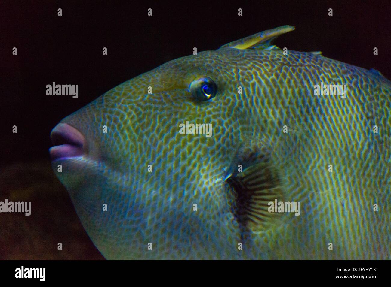 Fish Lips High Resolution Stock Photography and Images - Alamy