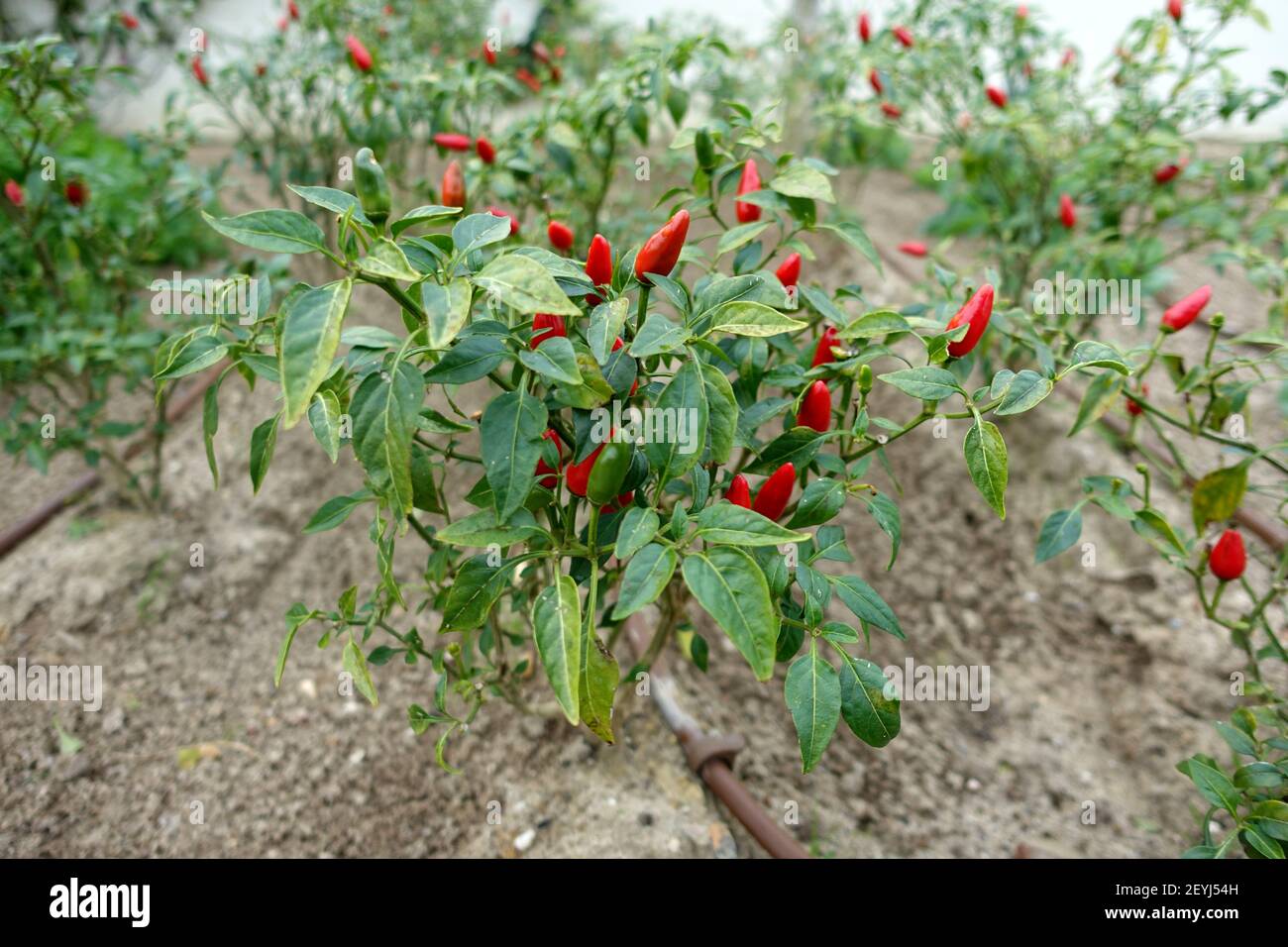 Chili pepper plant growing in a vegetable garden Stock Photo Alamy