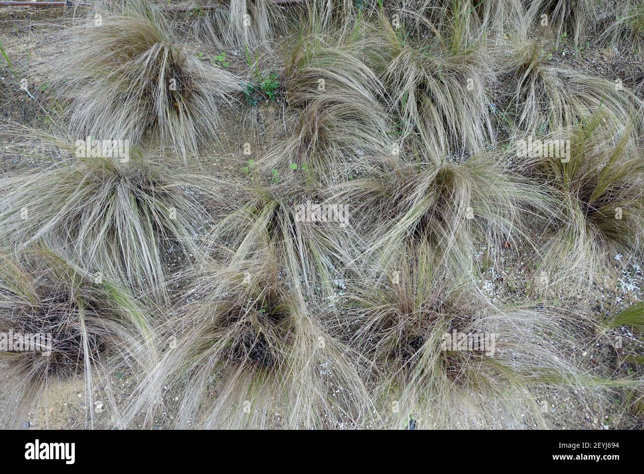 background of lots of mexican feather grass plants Stock Photo