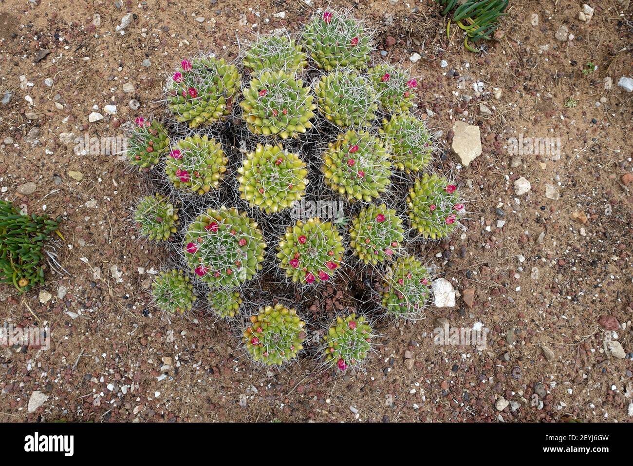 Clump of Mammillaria Sartorii cactii with pink flowers and a mediterranean garden Stock Photo